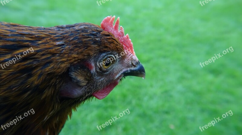 Chicken Green Nature Grass Bird