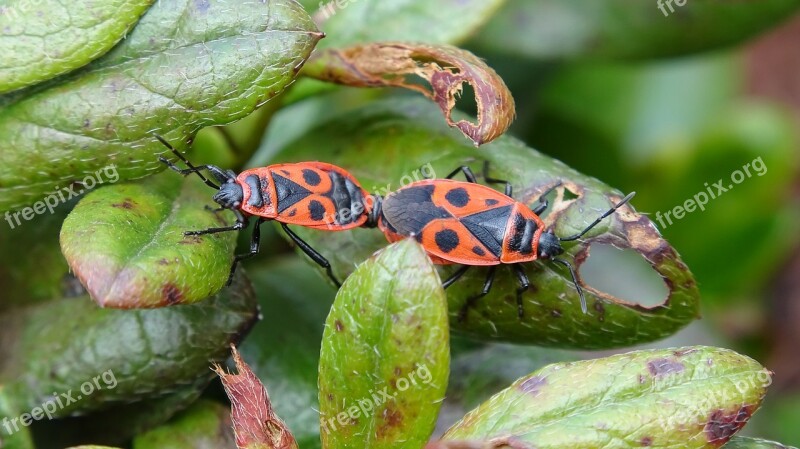 Insect Garden Mocro Green Leaf