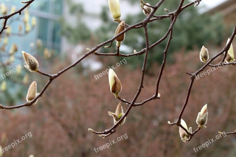 Magnolia Buds Nature Flowers Spring