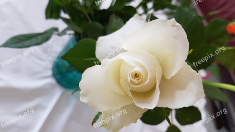 Rose Flower Beauty Rose Bloom Romantic