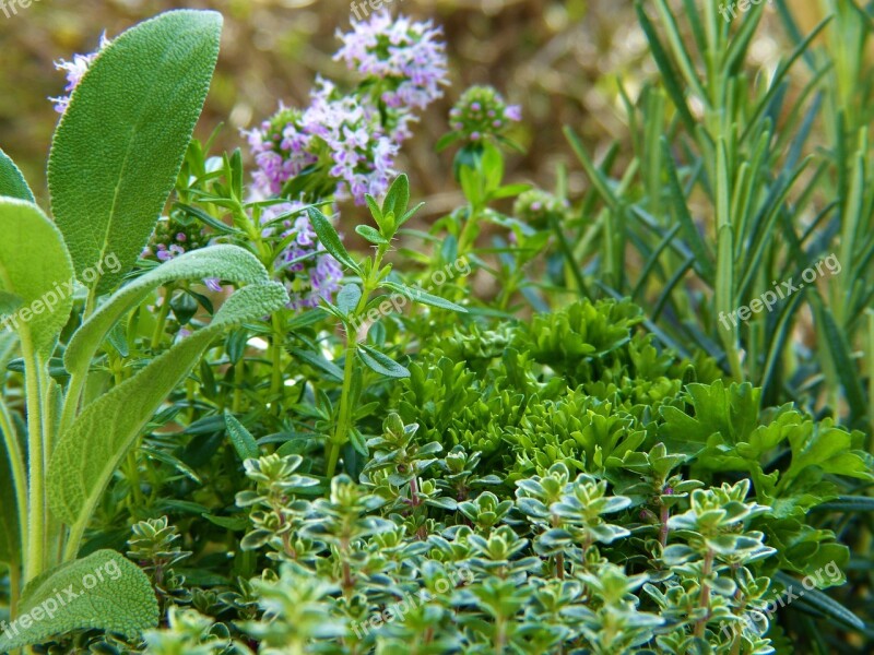 Herbs Green Plant Garden Gardeners