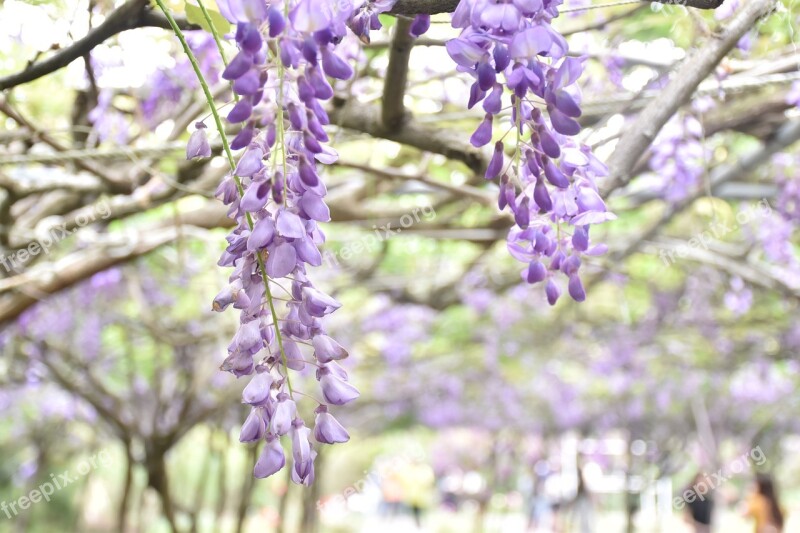 Wisteria Flower Nature Plant Free Photos