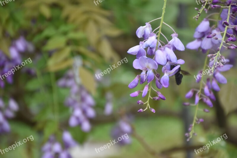 Wisteria Flower Nature Plant Free Photos