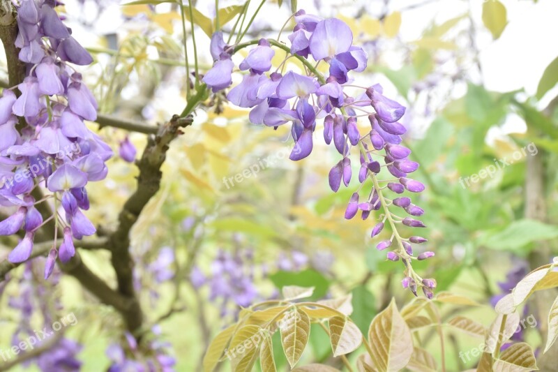 Wisteria Flower Nature Plant Free Photos