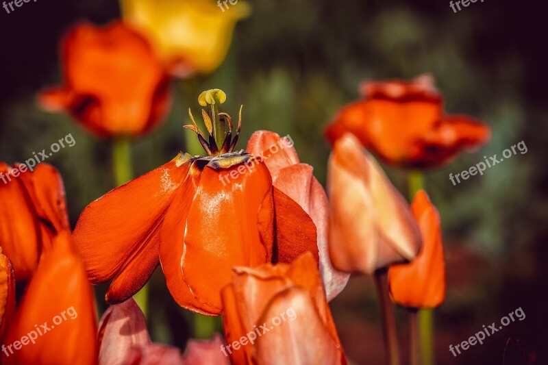 Tulip Faded Flower Blossom Bloom