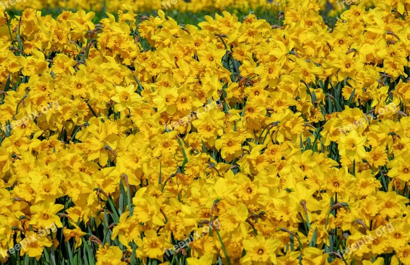 Osterglocken Flowers Bloom Spring Nature