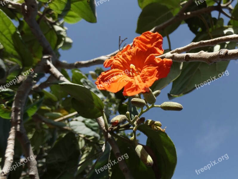 Cordia Cordia Sebestiana Tree Flower Orange