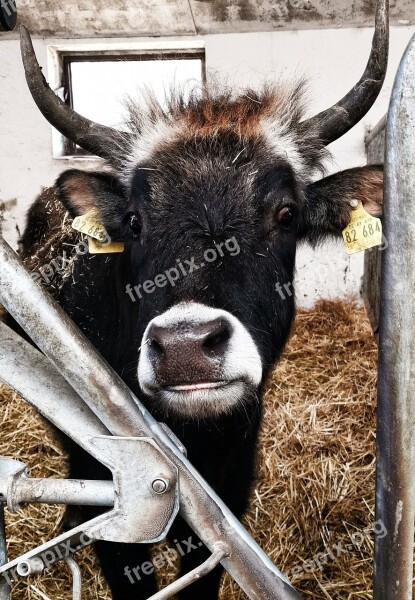 Beef Cowshed Animal Photography Bull Farm