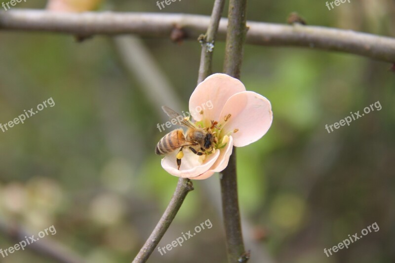 Flower Bee Insects Spring Nature