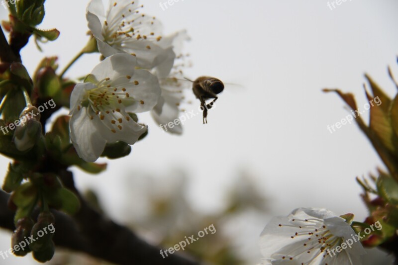 Bee Cherry Flower Nature Insects