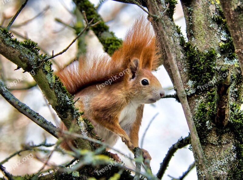 Squirrel Spring Rodent Garden Free Photos