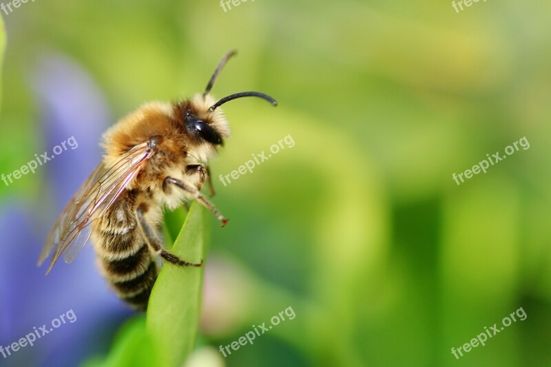 Bee Always Close Up Nature Macro