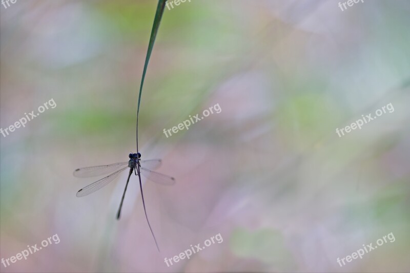 Dragonfly Macro Nature Insect Close Up