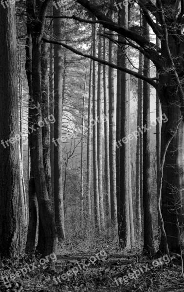 Forest Trees Black White Tree Trunk Nature