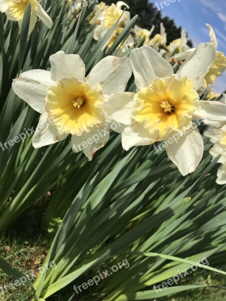 Garden Spring Bloom White Easter