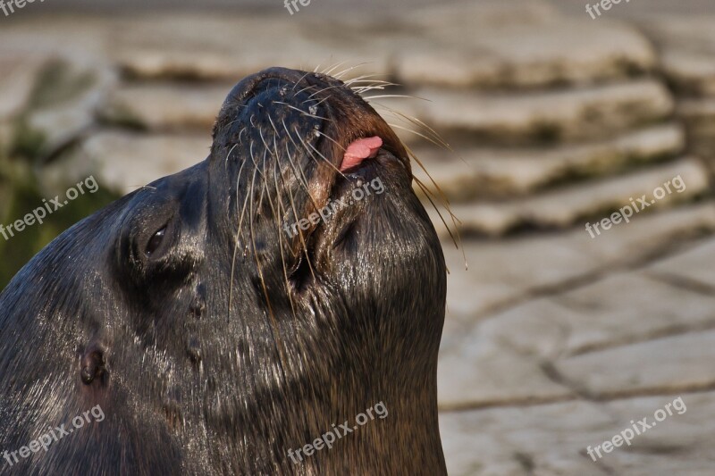 Animal Water Meeresbewohner Zoo Robbe