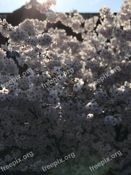 Blossom Flowers Light Spring White Blossom