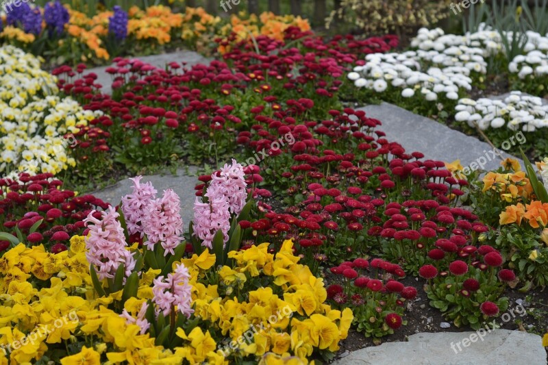 Colorful Flower Plant Red Yellow