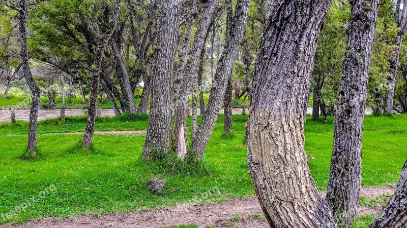 Forest Tree Trees Nature Green