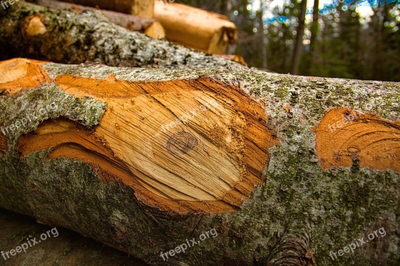 Tree Forest Tribe Wood Walk