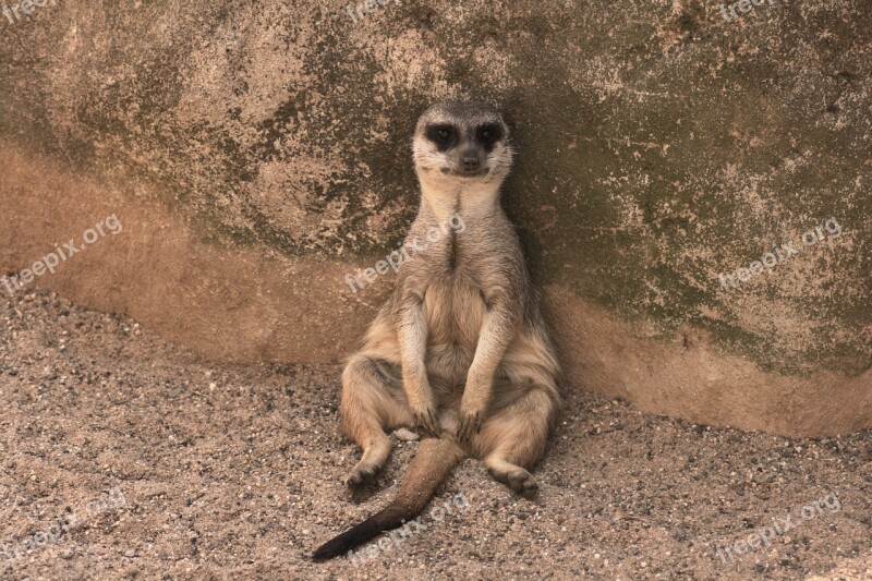 Meerkat Animal Cute Nature Sweet