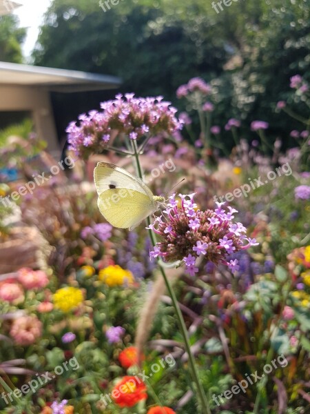 Butterfly Nature Insect Summer Flowers