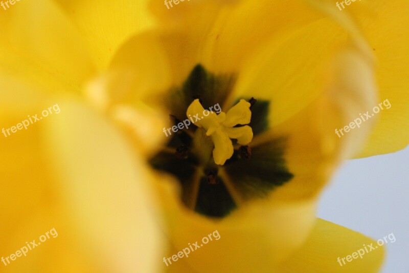 Tulip Yellow Inside Open Flower