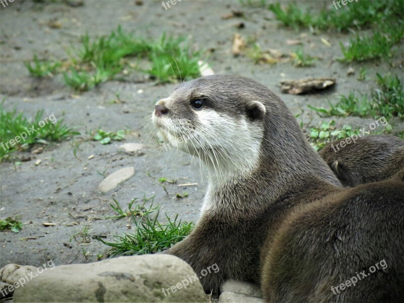 Otter Adder Animal Reptile Nature