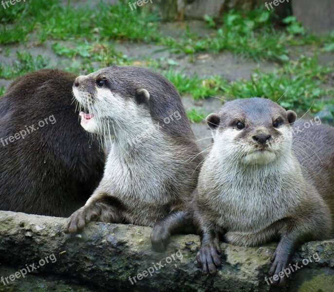 Otter Adder Animals Nature Exotic