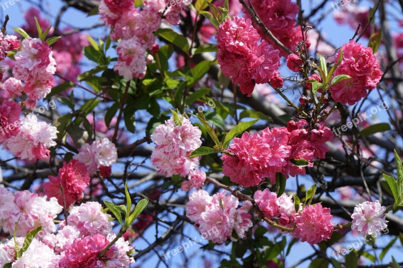 Flowers Blooming Cherry Japanese Decorative