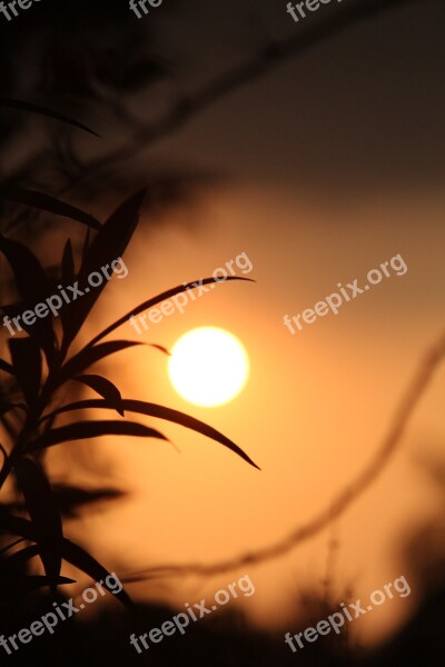 Kerala India Evening Sun Plant