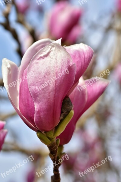 Magnolia Magnolia Tree Flowers Magnoliengewaechs Magnolia Blossom