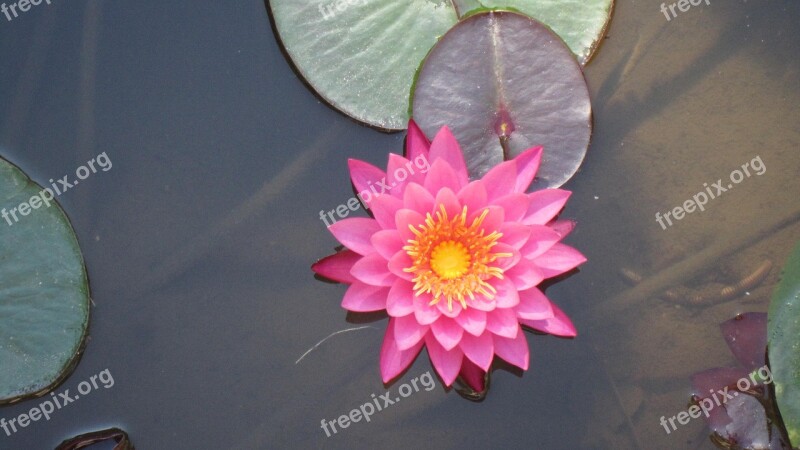 Water Lily Lotus Pond Aquatic Plant Blossom