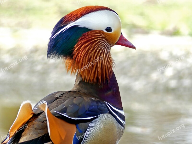 Mandarin Ducks Duck Water Bird Bird Colorful