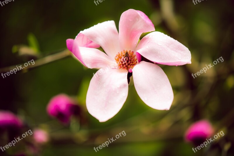 Magnolia Pink Spring Flower Nature