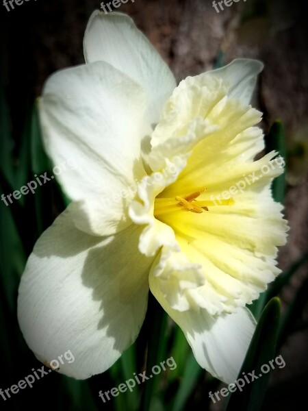 Daffodil Spring Yellow Flower Bloom