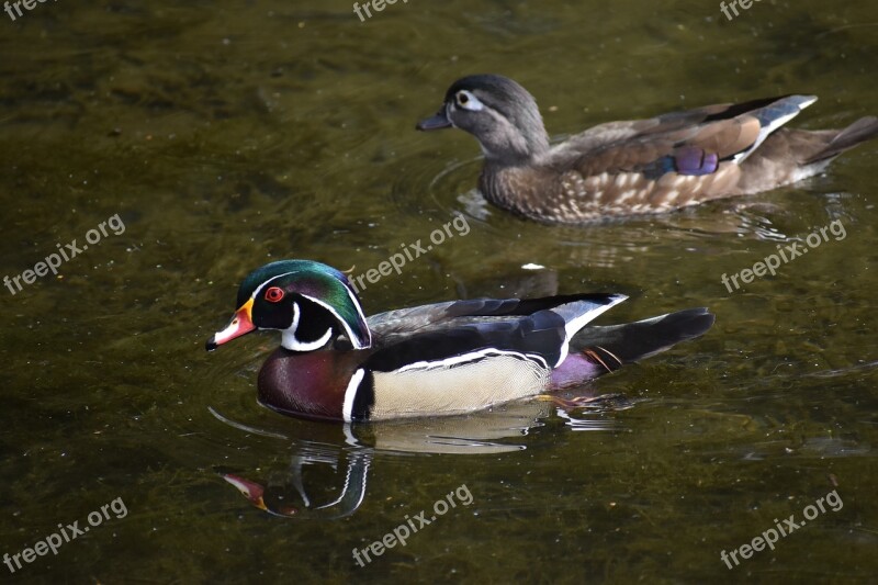 Ducks Water Pond Beautiful Free Photos