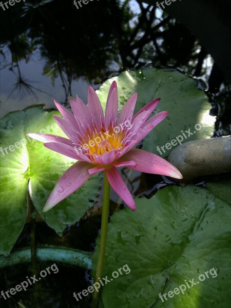 Lotus Flowers Fireworks Garden Pink