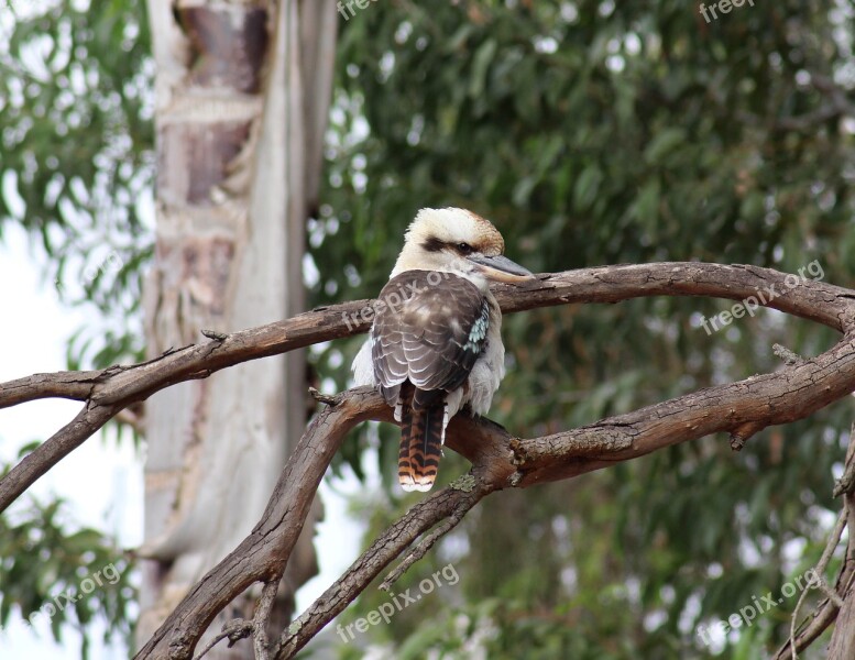 Kookaburra Kingfisher Australian Bird Wildlife