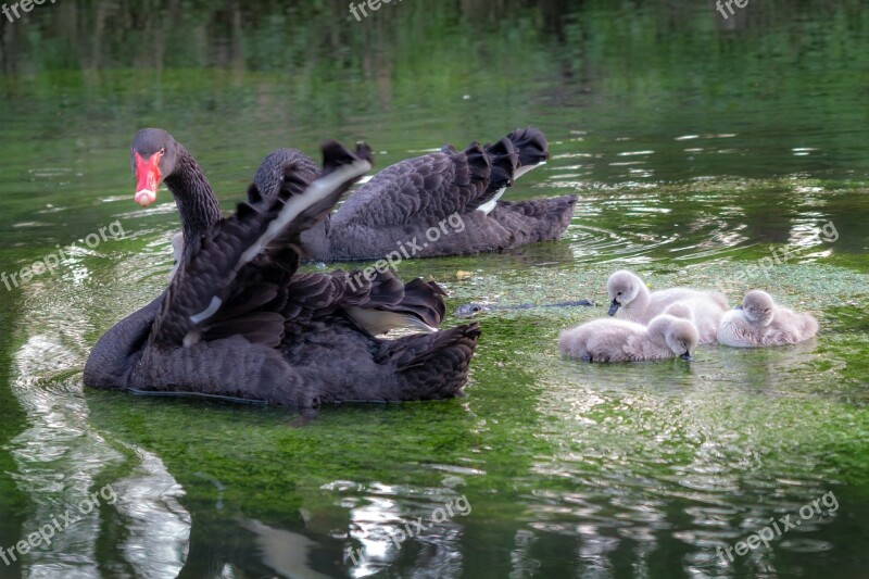 Black Swan Water Swan Water Bird Waters