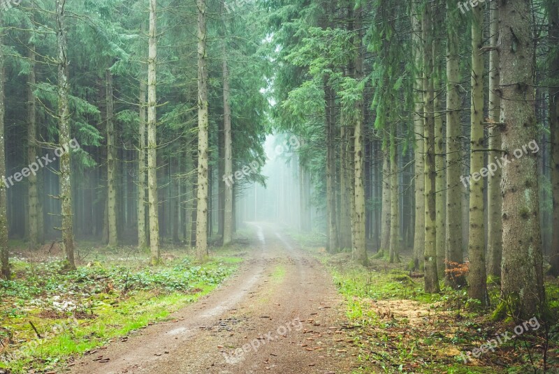 Forest Path Foggy Trueb Forest Morgenstimmung