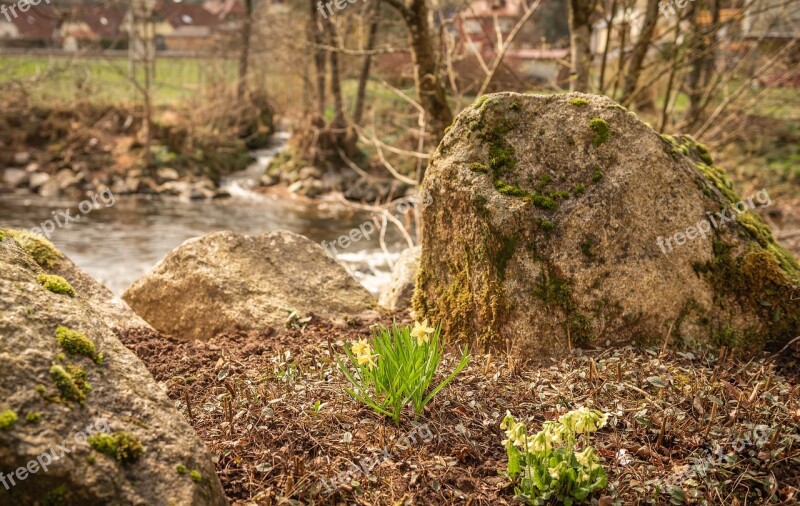 Frühlingsblüher Stones River Tree Bach