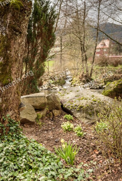 Frühlingsblüher Stones River Tree Bach