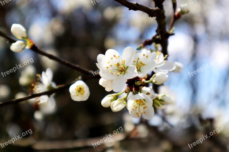 Hummel Apple Tree Flowers Apple Blossom Branch Kernobstgewaechs Nature