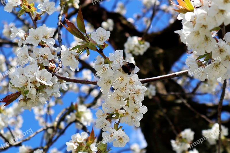 Hummel Apple Tree Flowers Apple Blossom Branch Kernobstgewaechs Nature