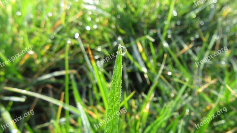 Grass Green Water Drop Beautifull Spring