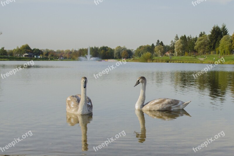 Swans Lake Birds Nature Animal