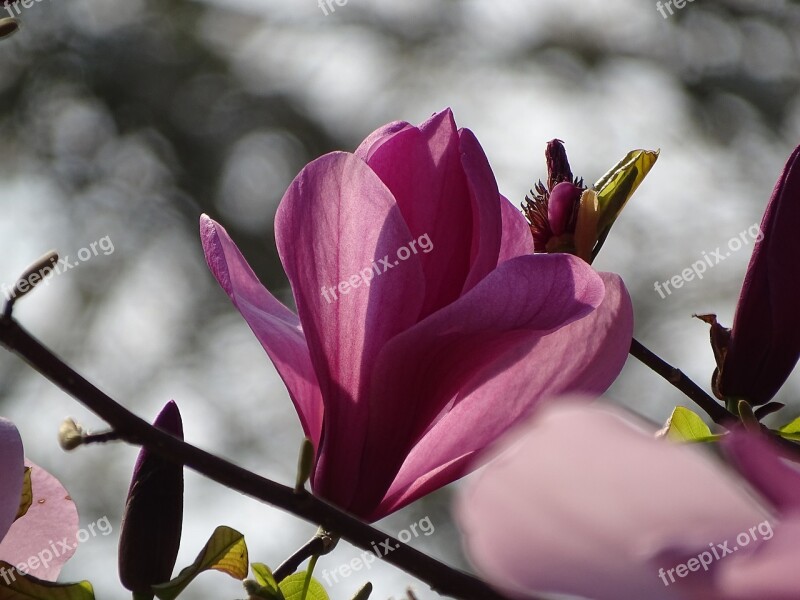 Magnolia Blossom Bloom Spring Magnolia Blossom