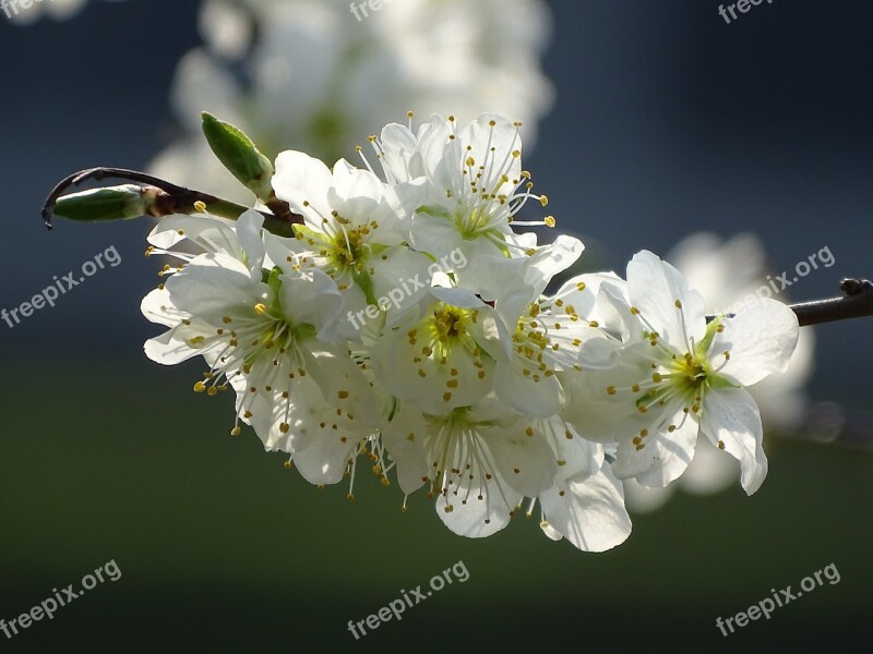 Flowers Close Up Nature Garden Spring