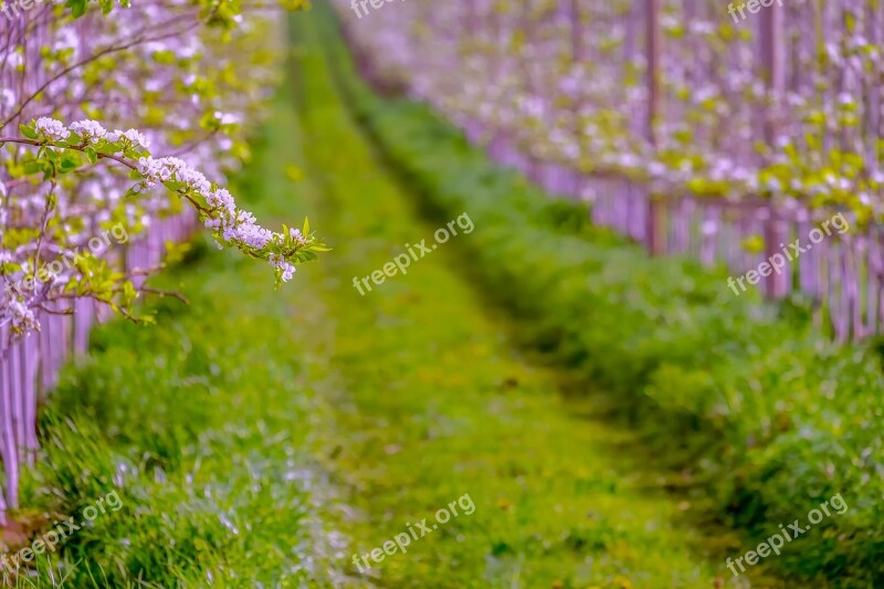 Pear Blossom Spring Fruit Nature Hall